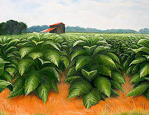 July Tobacco Field | acrylic/ canvas, 20x24inches