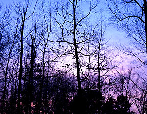 Winter Sky Purple Hue